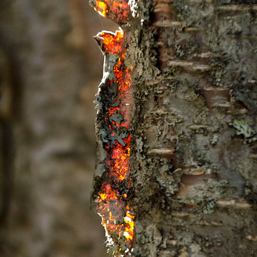 alaska botanical garden curl of back-lit bark