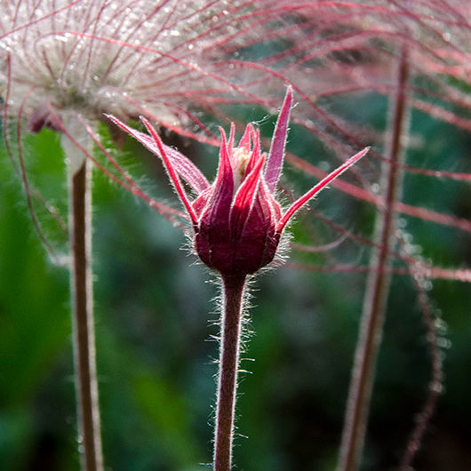 flower botanical garden Anchorage Alaska
