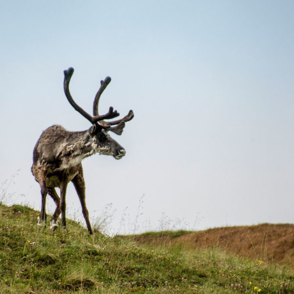 Caribou in Denali National Park Alaska