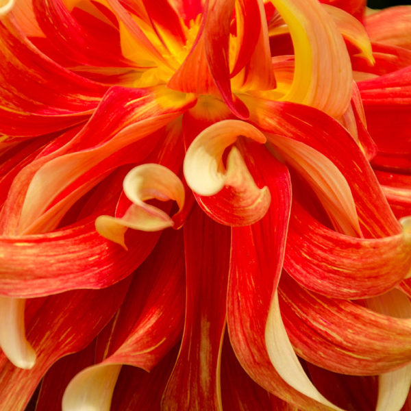 orange-yellow curly dahlia flower Alaska