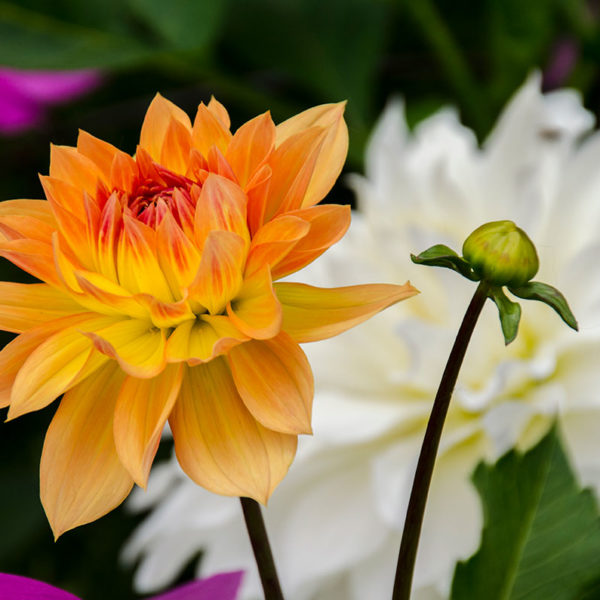 dahlia flower Alaska