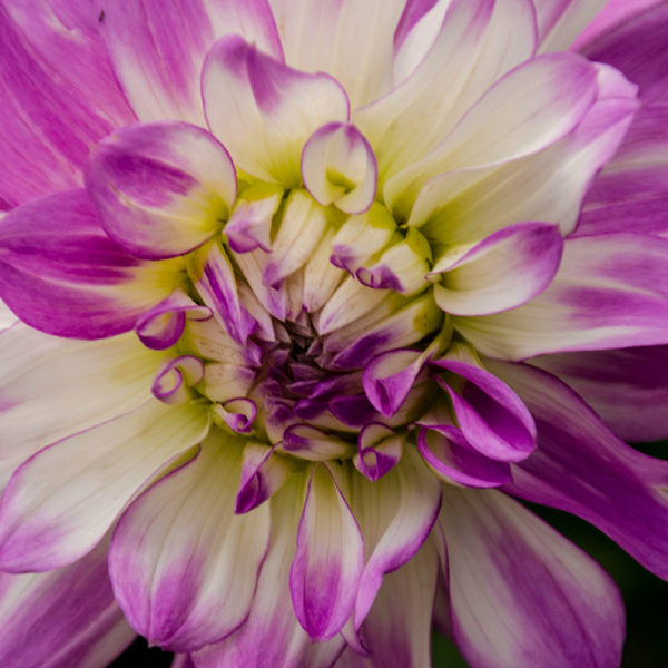 dahlia flower Alaska