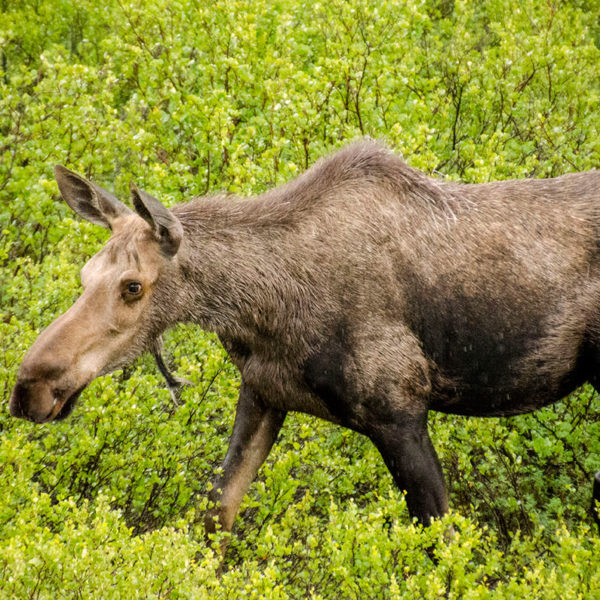 moose denali national park alaska