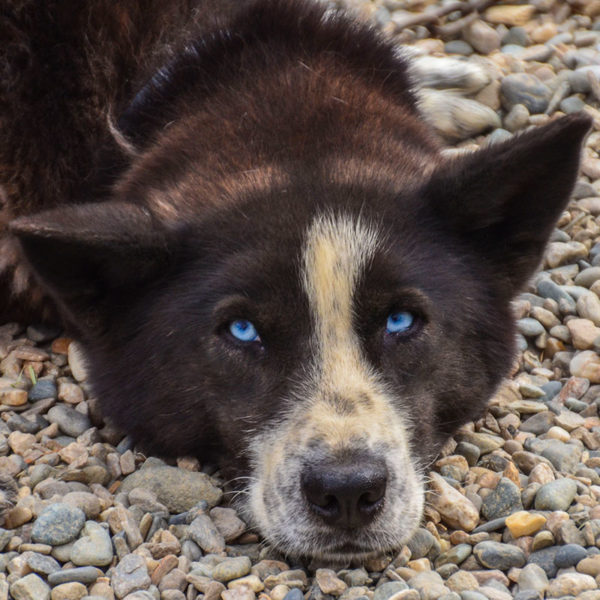 sled dog in Alaska