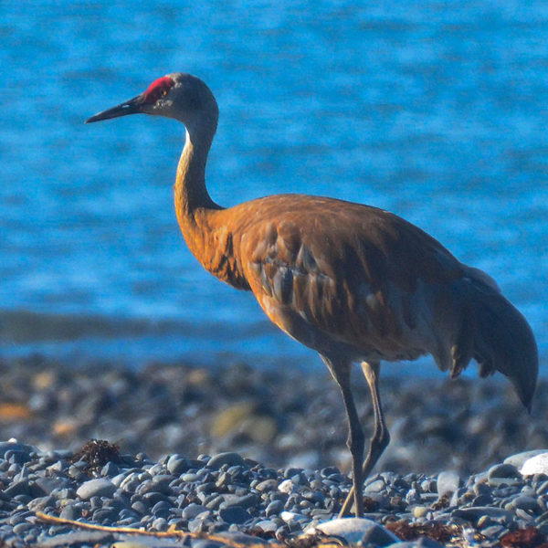 sandhill crane homer alaska