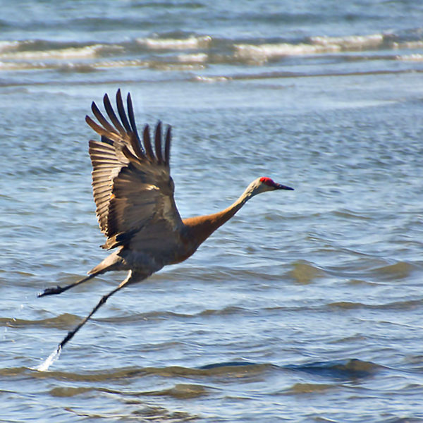 homer alaska crane