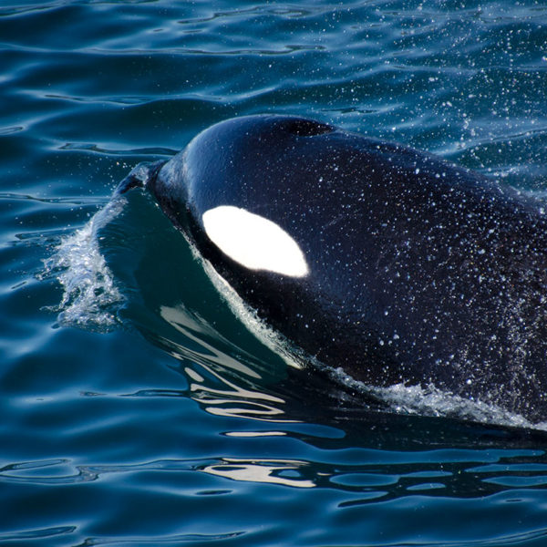 Alaska orca
