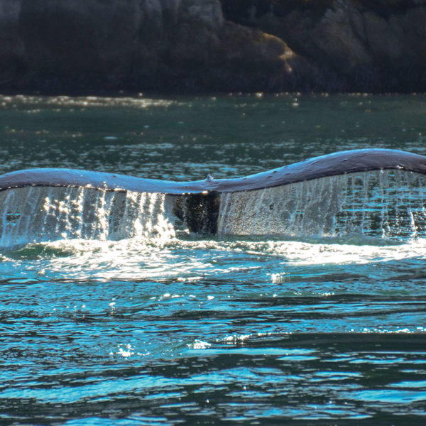 Alaska Humpback whale tail
