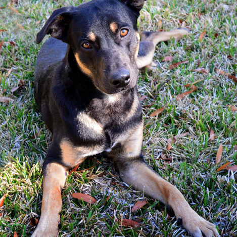 rescue dog photography - Buddy