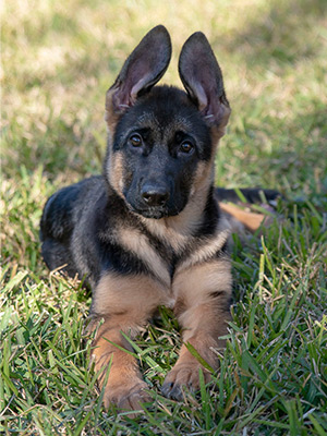 Services - Pet Photography (german shepherd puppy portrait)