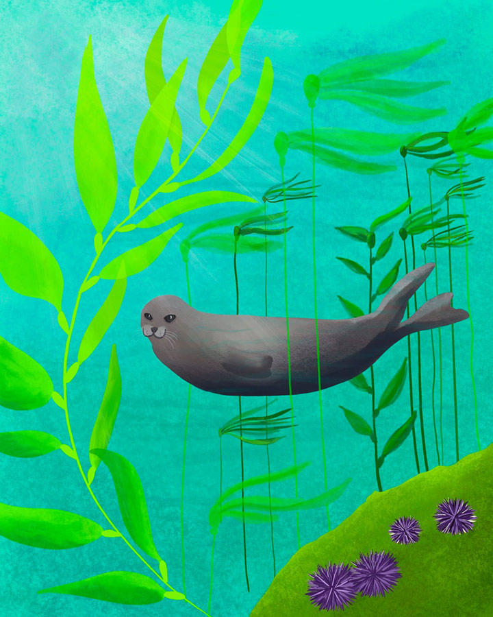 Kelp forest illustration with seal, kelp plants and sea urchins