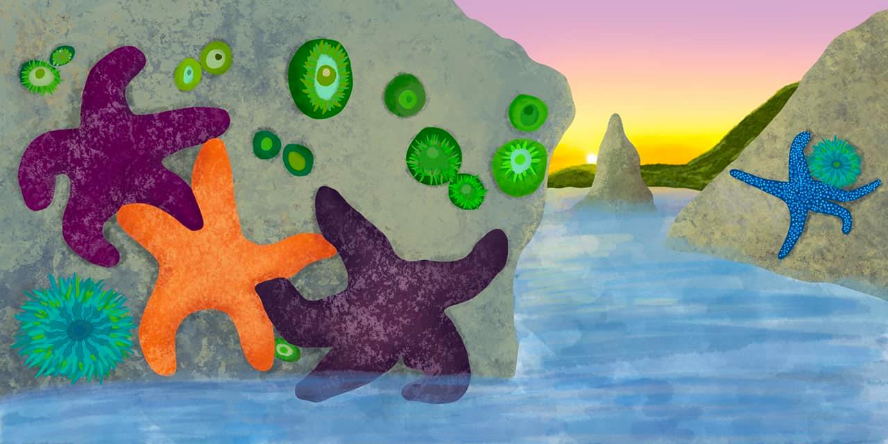 Tide pools illustration - starfish, anemones and rocks in the water at sunrise/sunset